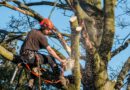 Tree Trimming